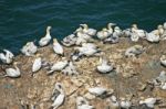 Gannet Colony Stock Photo