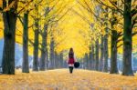 Beautiful Girl With Yellow Leaves In Nami Island, Korea. Nami Island In Autumn Stock Photo