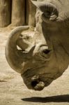 White Rhinoceros Or Square-lipped Rhinoceros (ceratotherium Simum) On A Zoo Stock Photo