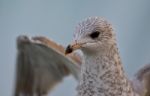 Beautiful Photo Of A Cute Gull With The Wings Opened Stock Photo