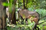 Oryx With Baby Stock Photo