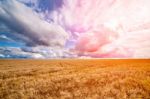 Field Of Wheat Dramaticl Cloudy Blue Sky Stock Photo