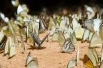 Diversity Of Butterfly Species,butterfly Eating Salt Licks On Ground Stock Photo