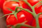 Fresh Cherry Tomatoes On A Cluster Stock Photo