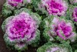 The Colorful,eatable Vegetables In The Garden Stock Photo