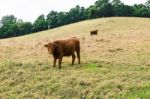 Country Cows Stock Photo