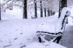 View Of Bench And Trees With Falling Snow Stock Photo