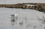 Egret Stock Photo