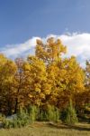 Trees in nature Stock Photo