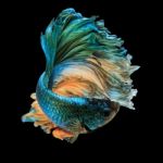 Betta Fish Stock Photo