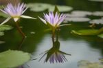 Beautiful Lotus&waterlily Flower Is The Symbol Of The Buddha, Thailand Stock Photo