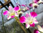 Beautiful Orchid In Garden Stock Photo