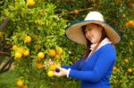 Gardener Girl Picking Fresh Orange Stock Photo