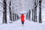 Girl With Umbrella Walking On The Path And Row Trees. Winter Stock Photo