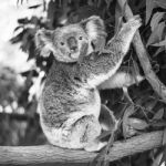 Koala In A Eucalyptus Tree. Black And White Stock Photo