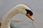 Beautiful Portrait Of A Strong Mute Swan Stock Photo