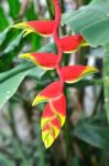 Birds Of Paradise Flower Stock Photo