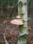 Fungus Growing On A Silver Birch Tree In Ashdown Forest Stock Photo