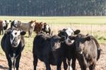 Cows Grazing In The Green Argentine Countryside Stock Photo