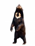 Malayan Sunbear Isolated Stock Photo