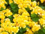 Yellow Begonia Flower In Garden Stock Photo