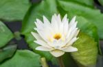 Lotus And Water Lily Pond With Blooming White Flowers Stock Photo