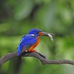 Male Blue-eared Kingfisher Stock Photo