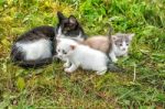 Cat With Three Kittens Walking On Grass Stock Photo