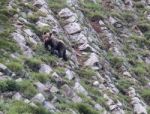 Brown Bear In Asturian Lands Stock Photo