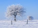 Frozen Trees Stock Photo