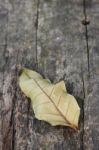 Dried Leaf Stock Photo