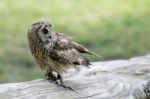 Short Eared Owl (asio Flammeus) Stock Photo