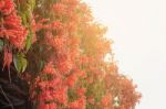 Orange Flowers With Sky Stock Photo