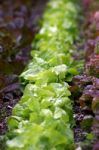 Lettuce Stock Photo