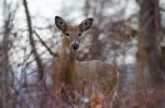 Wide Awake Deer In The Bush Stock Photo