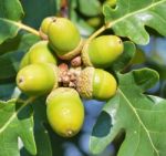 Green Acorns Stock Photo