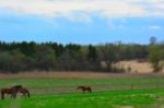 Horses With Colt In Pasture Stock Photo