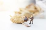 Miniature Worker Are Open Boil Peanut Stock Photo