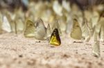 Diversity Of Butterfly Species,butterfly Eating Salt Licks On Ground Stock Photo