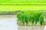 Seedlings Of Rice Agriculture In Rice Fields Stock Photo