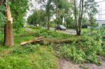 Tree Broken By A Storm Lies On The Road Stock Photo