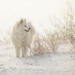 White Dog Samoyed Play On Snow Stock Photo