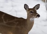 Beautiful Isolated Photo Of A Wild Deer In The Snowy Forest Stock Photo