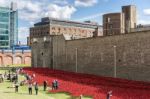 Poppies At The Tower Of London Stock Photo