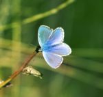 Butterfly Stock Photo