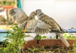 Turtledoves Stock Photo