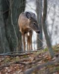 Close-up Of Young Deer In The Forest Stock Photo