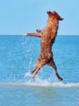 Little Pyrenean Shepherd Jumps High From The Sea Stock Photo