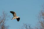 Heron In Flight Near Nesting Site Stock Photo