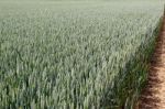 Field Of Wheat Stock Photo